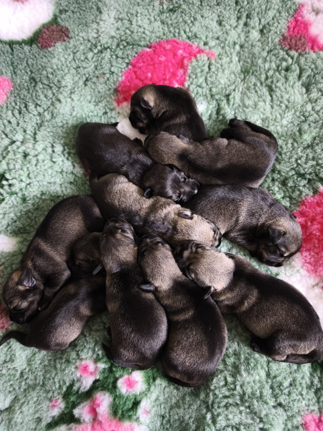 Chiot Schnauzer Domaine De Pierremarie