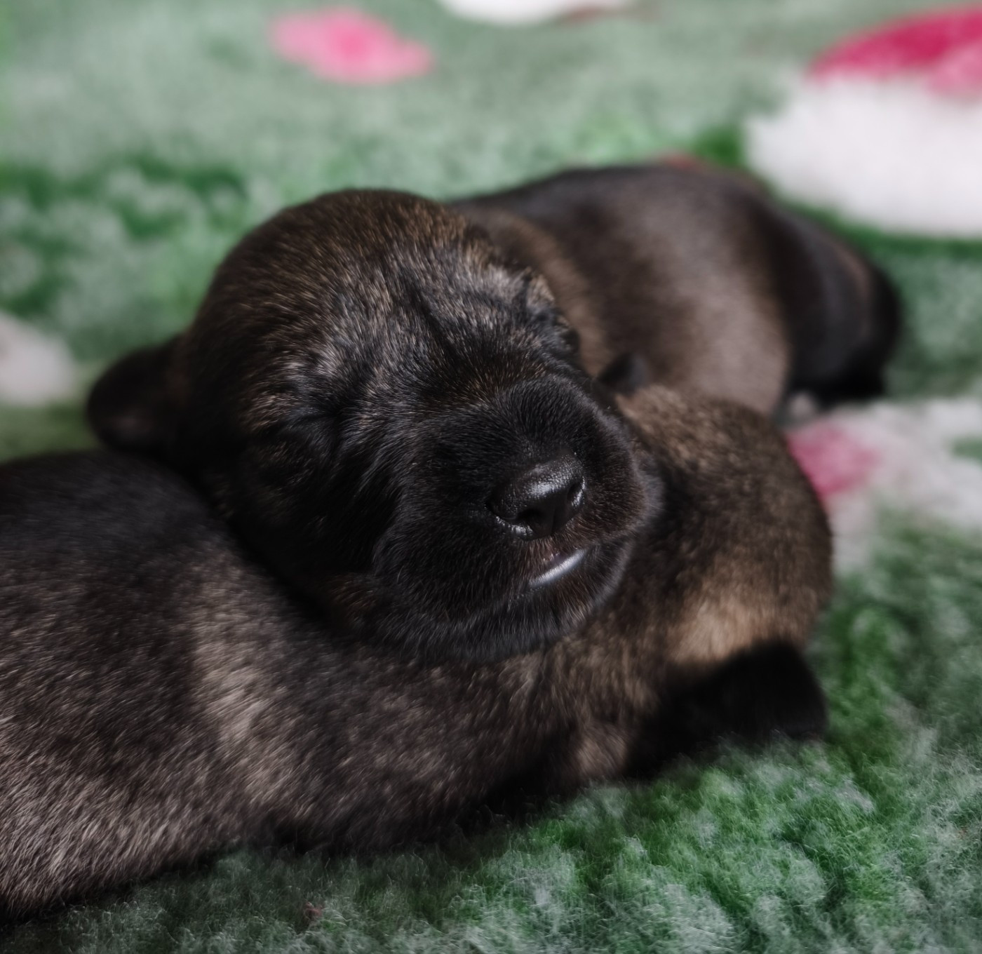 Domaine De Pierremarie - Chiots disponibles - Schnauzer