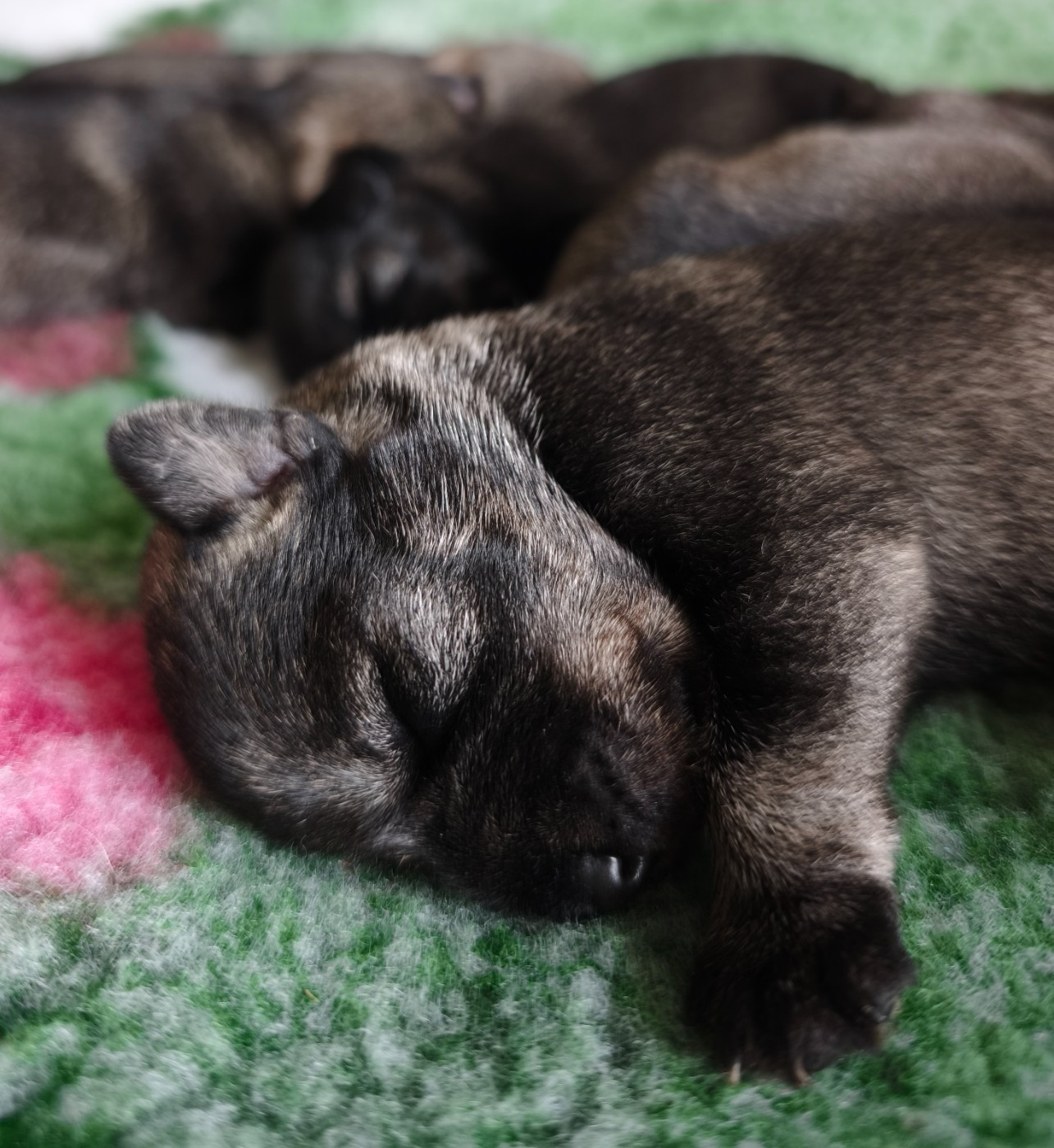 Domaine De Pierremarie - Chiots disponibles - Schnauzer