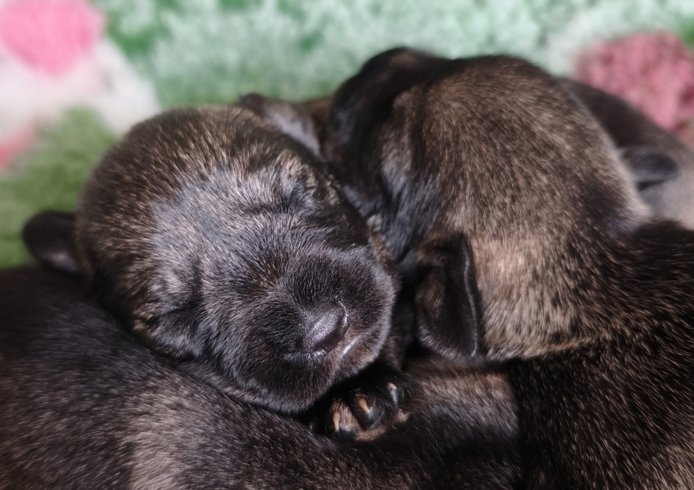 Domaine De Pierremarie - Chiots disponibles - Schnauzer