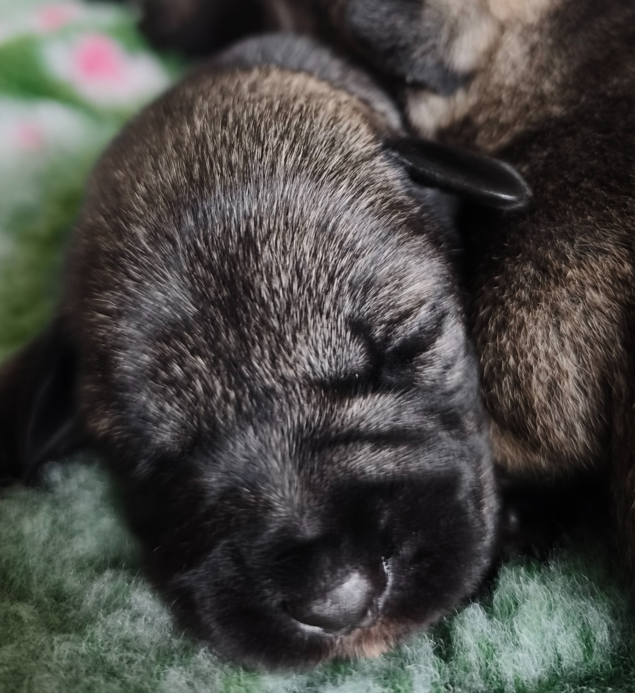 Domaine De Pierremarie - Chiots disponibles - Schnauzer