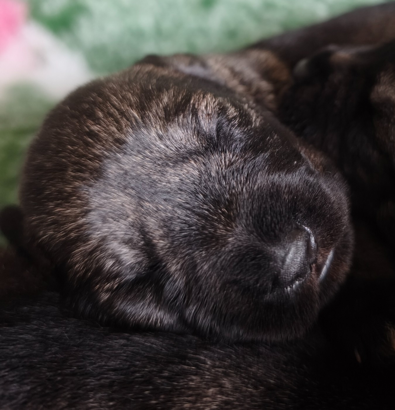 Domaine De Pierremarie - Chiots disponibles - Schnauzer